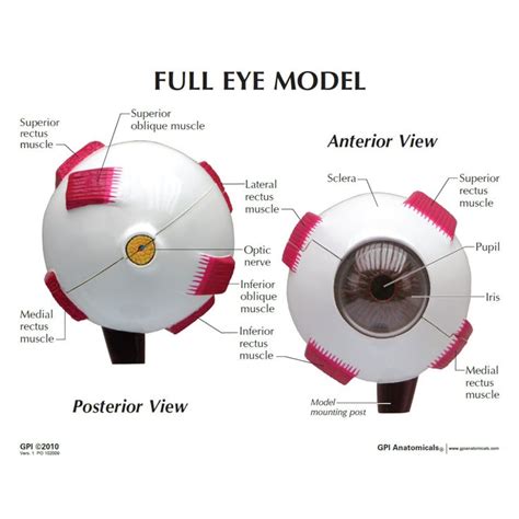 Image result for eye model labeled | Eye anatomy, Human anatomy and ...