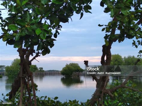 Hutan Mangrove Atau Disebut Juga Hutan Mangrove Adalah Hutan Yang