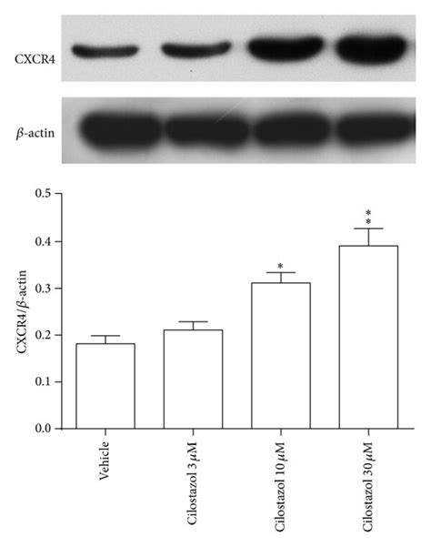 Stimulating Effect Of Cilostazol On The Expression Of Sdf Cxcr