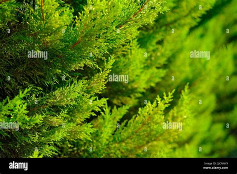 beautiful green natural background  juniper hedge stock photo alamy