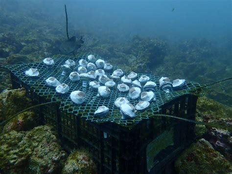 Huge conservation projects will soon transform Colchester Beach 32