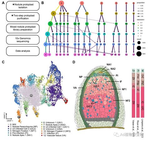 Molecular Plant 中国农业大学研究揭示共生固氮根瘤的单细胞转录组 知乎