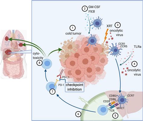 Frontiers In Situ Vaccination As A Strategy To Modulate The Immune