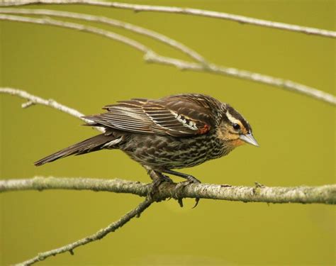 6 Fakta Burung Hitam Sayap Merah, Jantan yang Bisa Bernyanyi