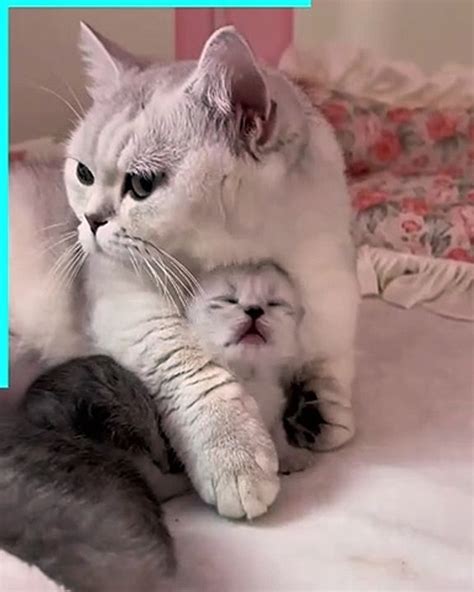 A Mother Cat S Unconditional Love For Her Baby Video Dailymotion