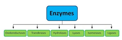 Enzymes Examples