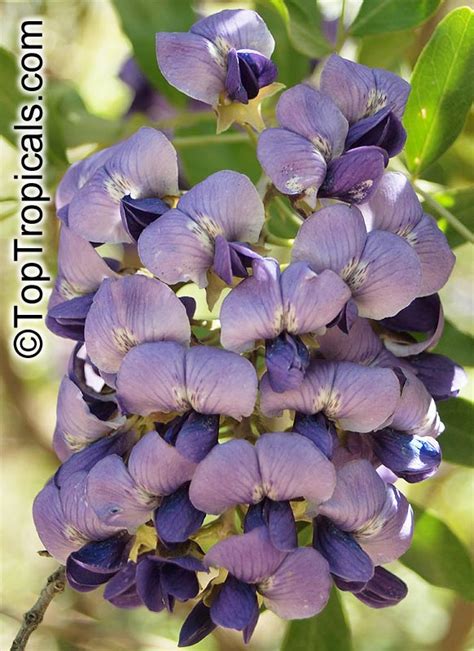 Sophora secundiflora, Dermatophyllum secundiflorum, Texas Mountain-Laurel