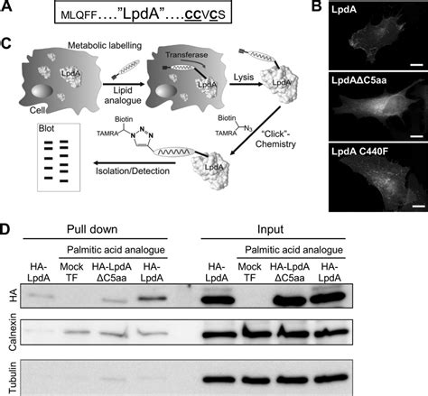 Posttranslational Palmitoylation Targets Lpda To Membranes A