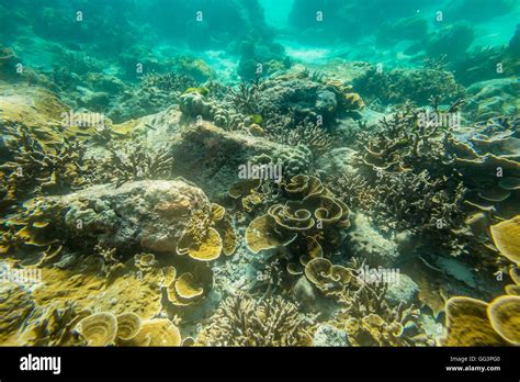 coral reef background stock photo alamy