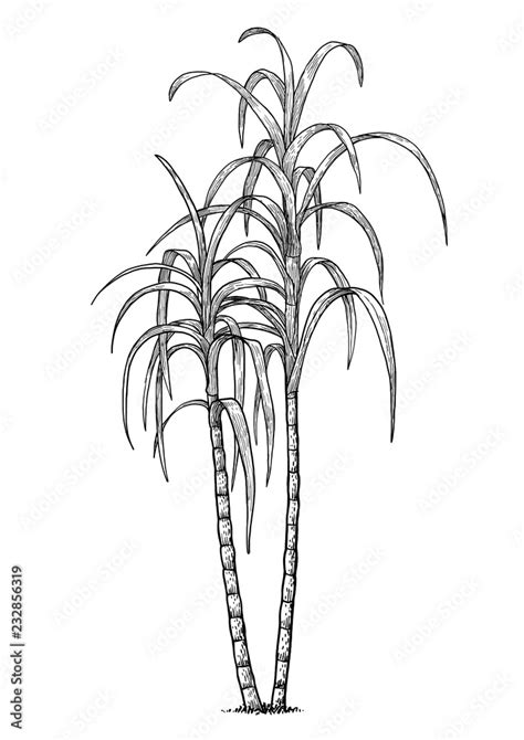 Vetor De Sugar Cane Illustration Drawing Engraving Ink Line Art