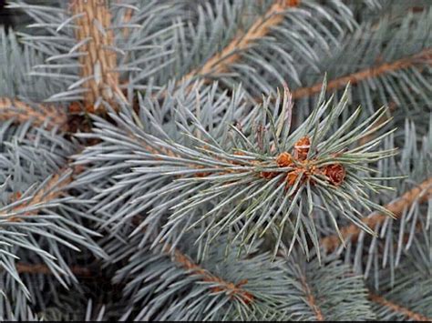 Купить саженцы Ель колючая Picea pungens Blue Diamond с доставкой по ...