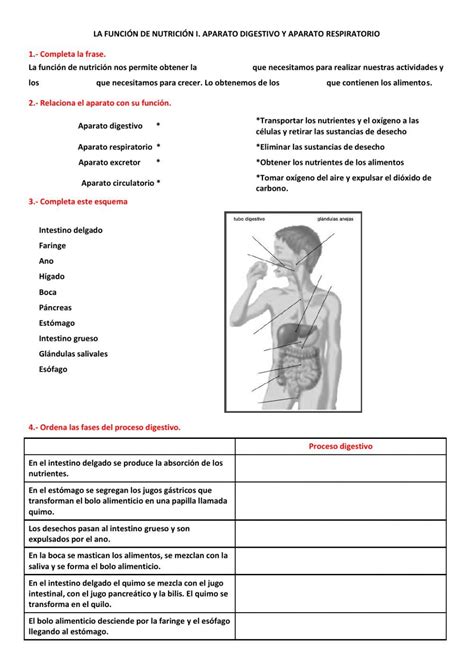 Ficha Online De La Nutrici N Aparato Digestivo Y Respiratorio Para