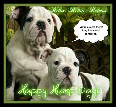 Happy Wednesday Bulldog Puppies Bulldog Wallpaper Cute Dogs