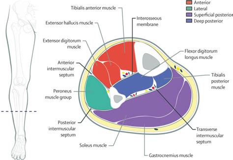 Pro Chiropractic What Is Fascia And Why Is It Important