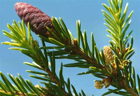 Ель финская (Picea abies v. fennica)