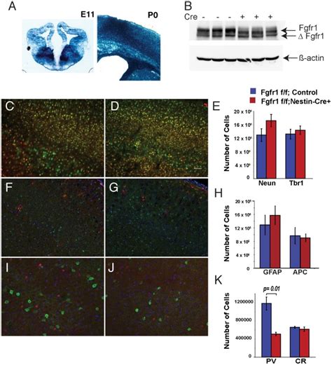 Nestin Cre Mediated Recombination Of The Rosa R R Locus In The