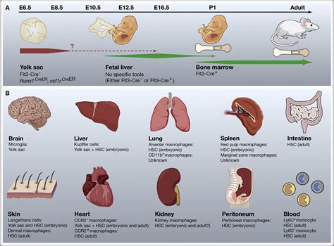 Origin And Functions Of Tissue Macrophages Immunity