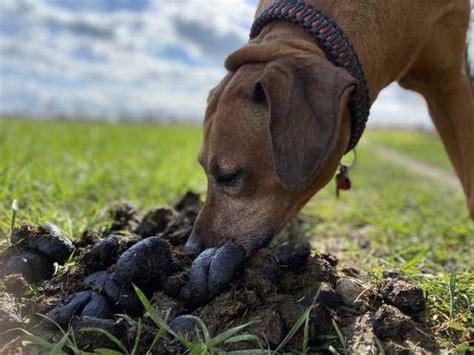 Warum Frisst Mein Hund Kot Von Anderen Hunden Tipps Und Ratschl Ge