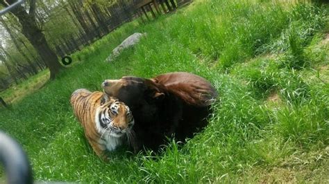 BLT Baloo And Shere Khan Bear Tiger Photo By Patricia R