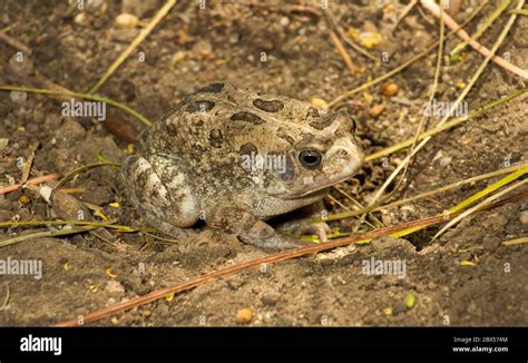 Common Toad Parotid Gland Hi Res Stock Photography And Images Alamy