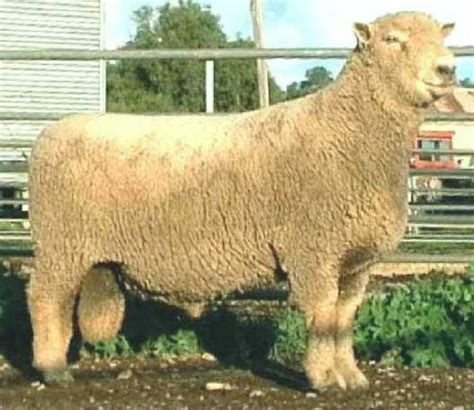 Southdown Sheep - SOUTHDOWN AUSTRALIA