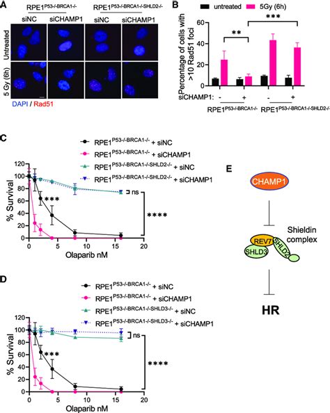 Champ Regulates Hr Through Shieldin Complex A Representative Images