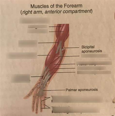 Superficial Muscles Of The Anterior Forearm Diagram Quizlet