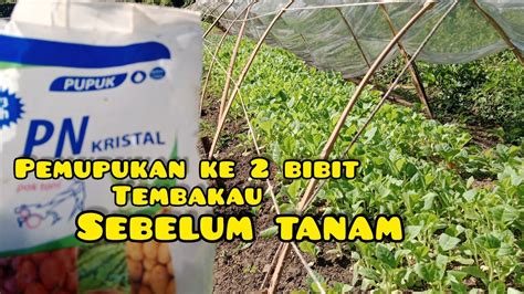 Pemupukan Ke 2 Tembakau Sebelum Tanam Tembakau Palingpalinglewat YouTube