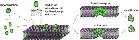 Proposed Mechanism Of Pore Formation Of Cyclotides Cyclotides Reach