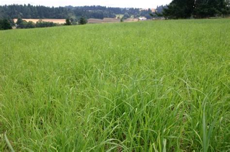 Silver Falls Seed Company Orchardgrass