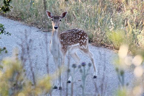 FALLOW DEER