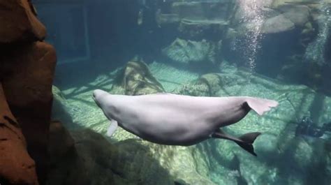 Incredible Photos Show Beluga Whale Giving Birth To Calf In Aquarium