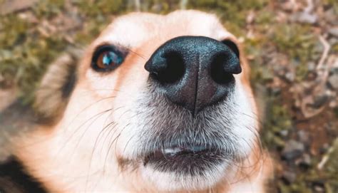 What Can I Put On My Dog's Dry Nose? Find Out Here