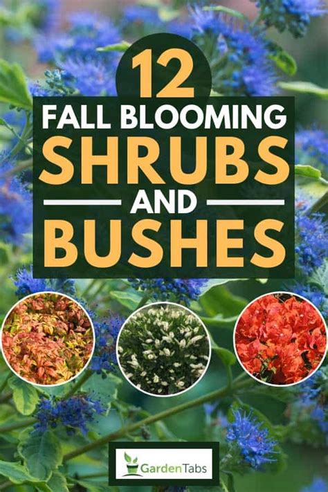 12 Fall Blooming Shrubs And Bushes