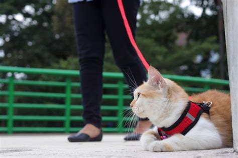 Unearthing Dirt Dangers: Why Soil Can Be Harmful to Pets - Vet in ...