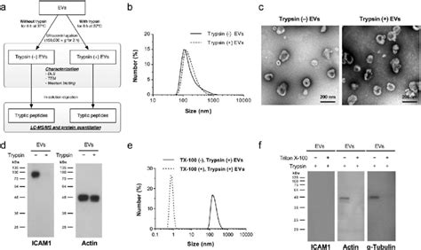 Characterization Of Trypsin And Trypsin SW480 EVs A