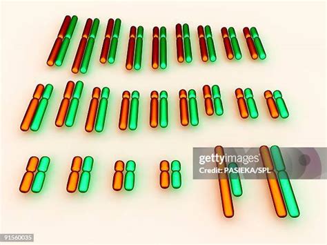 68 Human Karyotypes Stock Photos, High-Res Pictures, and Images - Getty ...