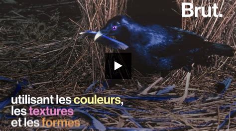 Pour Attirer Les Femelles Ces Oiseaux Construisent Les Nids Les Plus