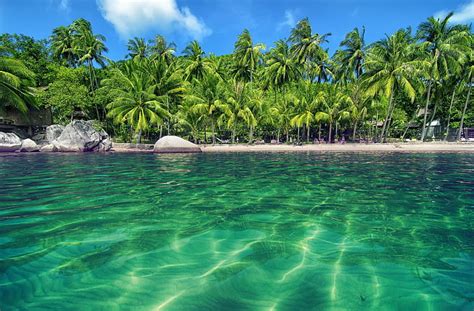 Hd Wallpaper Green Coconut Trees Nature Landscape Clouds Lightning