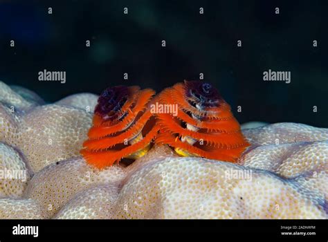 Christmas Tree Worm Spirobranchus Giganteus Stock Photo Alamy