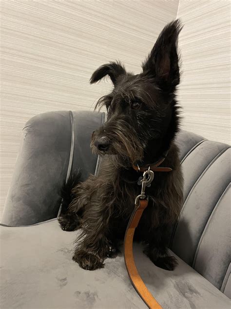 This is my best friend. He was left in a 7-Eleven parking lot when he
