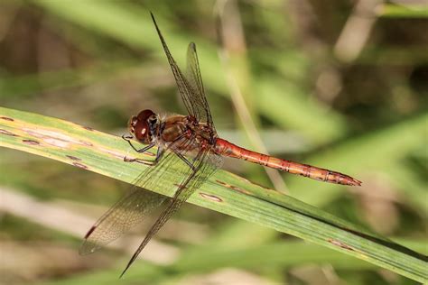 Gro E Heidelibelle Sympetrum Striolatum Gro E Heidel Flickr