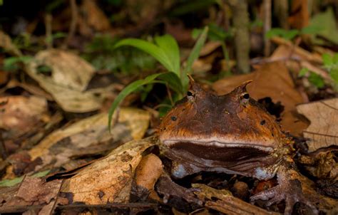 Amazon Horned Frog 101: South America's Camouflaged Predator