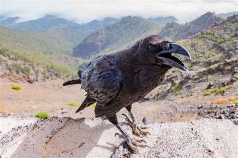 Crow Raven Bird Free Photo On Pixabay