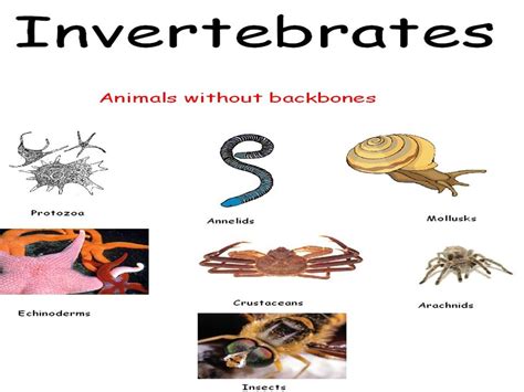 Examples Of Invertebrates