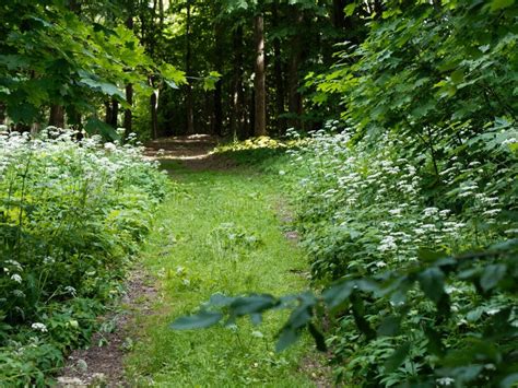 Forest Thicket With Dense Thickets Stock Image - Image of springtime ...