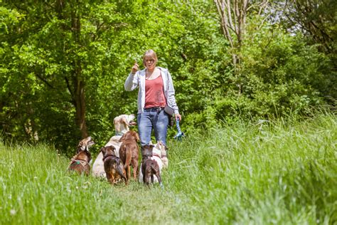 Bungen Zur Impulskontrolle Hundetraining Hamburg Gassi Service