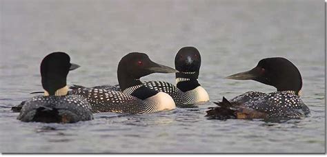 Minnesota State Bird – The Common Loon [ID Guide & Facts]