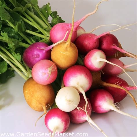 Radish Seed Varieties At Olga Rayford Blog