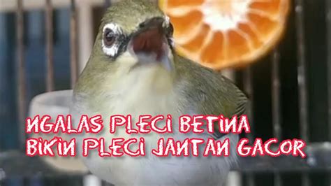 Pleci Betina Ngalas Bikin Pleci Jantan Gacor Pancingan Pleci YouTube